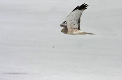 Northern Harrier (male)