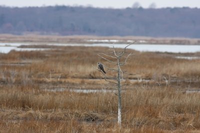 Peregrine Falcon (immature)