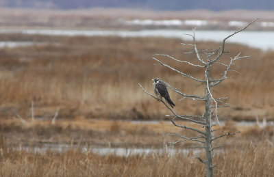 Peregrine Falcon (immature)
