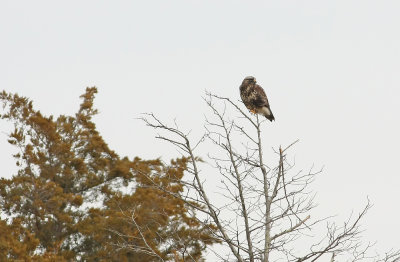 Rough-legged Hawk