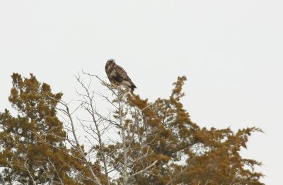 Rough-legged Hawk
