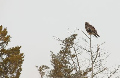 Rough-legged Hawk