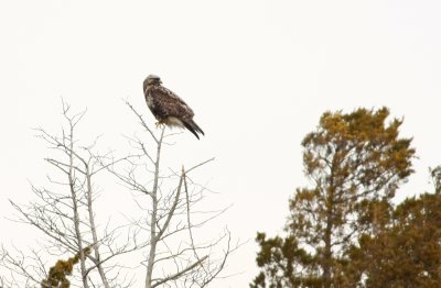 Rough-legged Hawk