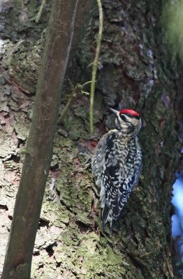 Yellow-bellied Sapsucker