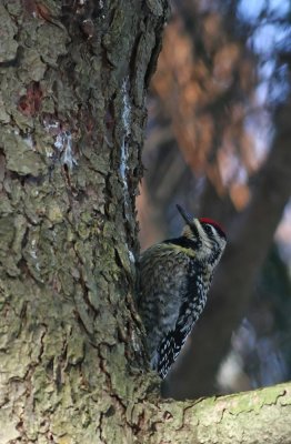 Yellow-bellied Sapsucker