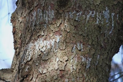 Mark of the Sapsucker