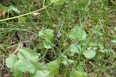 Young Black Racer