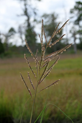 Spartina cynosuroides- Big Cordgrass