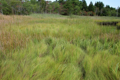 Spartina patens- Salt Meadow Cordgrass