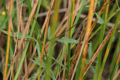 Bidens sp.