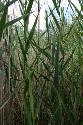 Phragmites australis- Common Reed