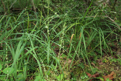 Chasmanthium laxum- Slender Woodoats