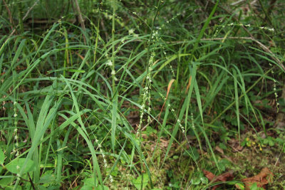 Chasmanthium laxum- Slender Woodoats