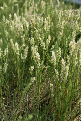 Distichlis spicata- Salt Grass