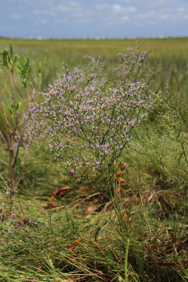 Limonium carolinianum- Sea Lavender