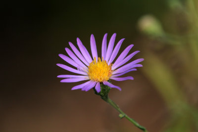 Aster spectablis- Showy Aster