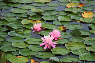 Nymphaea odorata forma roseum- Pink Waterlily