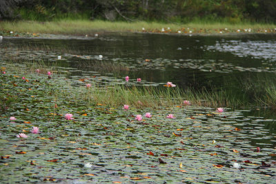 Nymphaea odorata forma roseum- Pink Waterlily