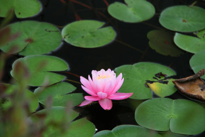Nymphaea odorata forma roseum- Pink Waterlily