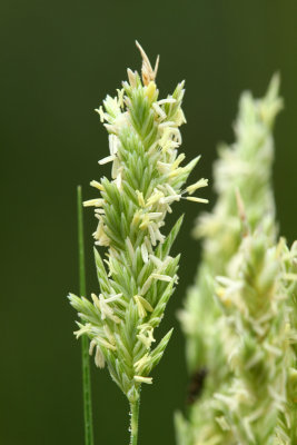 Distichlis spicata- Salt Grass