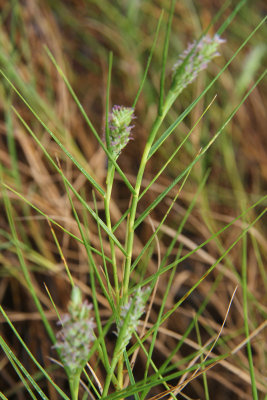 Distichlis spicata- Salt Grass