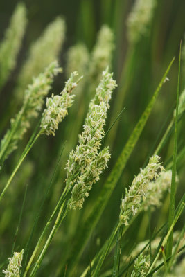 Distichlis spicata- Salt Grass