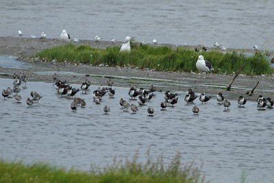 Terns and skimmers