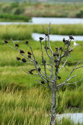 Starlings