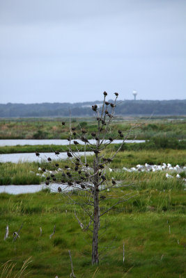 Starlings