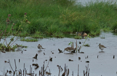Pectoral Sandpipers