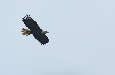 Bald Eagle