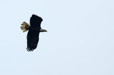 Bald Eagle