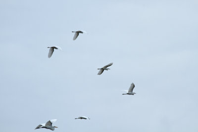 Egrets