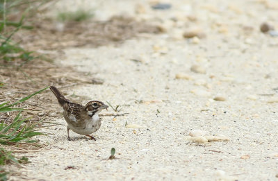 Lark Sparrow