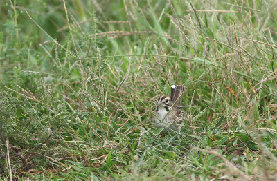Lark Sparrow