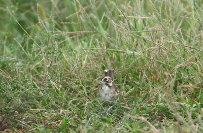 Lark Sparrow