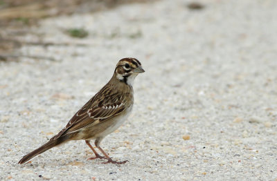 Lark Sparrow