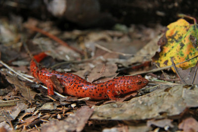 Northern Red Salamander