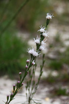 Liatris graminifolia- Shaggy Blazing Star
