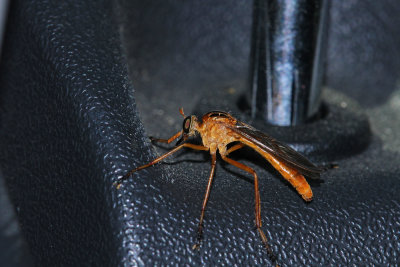 Diogmites neoternatus- Hanging Thief Robber Fly