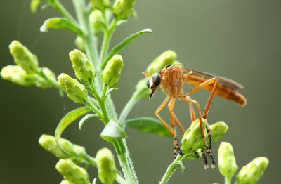 Diogmites neoternatus- Hanging Thief Robber Fly
