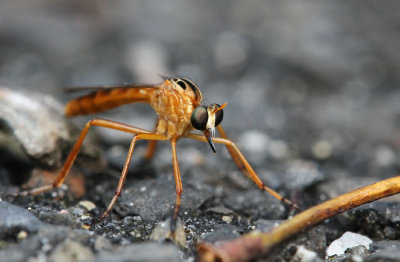 Diogmites neoternatus- Hanging Thief Robber Fly