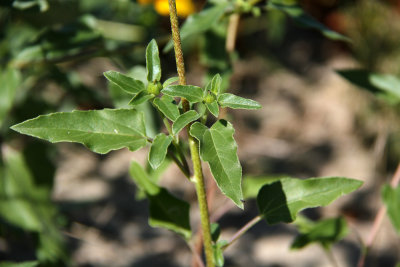 Helianthus petiolaris- Prairie Sunflower