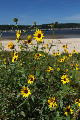 Helianthus petiolaris- Prairie Sunflower