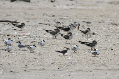 Black Tern and friends
