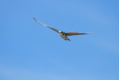 Black Tern