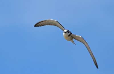 Black Tern
