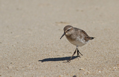 White-rumped Sandpiper