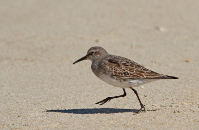 White-rumped Sandpiper