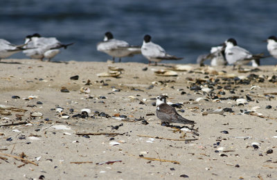 Black Tern